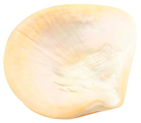 IMIKEYA Plato de Concha Decorativo para Servir Aperitivos Plato de Postre de 9 Cm Bandeja Única para Comida en Hogar Natural para Desayuno y Restaurante