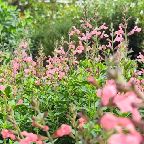 Semillas de salvia, Decoración de jardín para exteriores Salvia japonica, semillas de jardín 450pcs