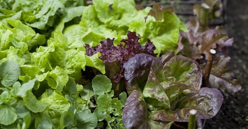 Just Seed - Lettuce Mixed - Baby Leaf - 300 Seeds - Economy Pack