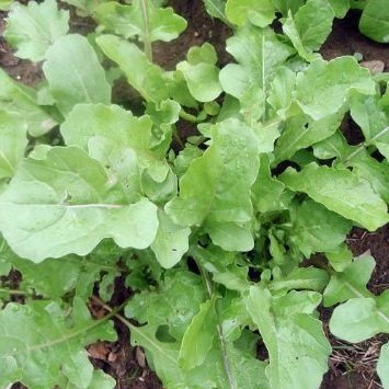 100 graines de H802 roquette/Roquette (Eruca sativa Vesicaria)