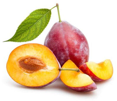 Plum Tree, 'Victoria', 1 x Tall Plant in a 10 Litre Pot, 1.4m to 1.6m Height, Garden Ready and Ready to Plant, Premium Quality Fruit Trees