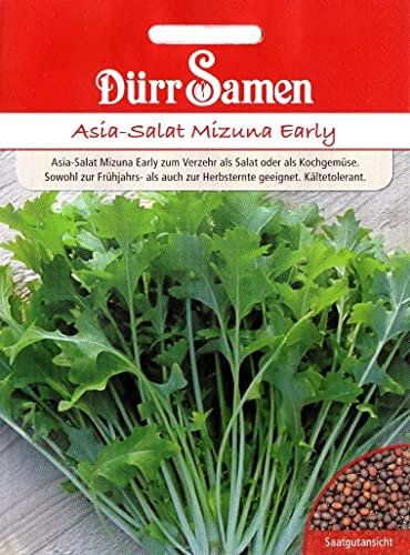 Mizuna Early Samen Asia Salat samenca 500 Korn schnellwüchsig & kältetolerant, Brassica oleracea Asiasalat Salatsamen Saatgut Garten Hochbeet Gewächshaus Dürr Samen