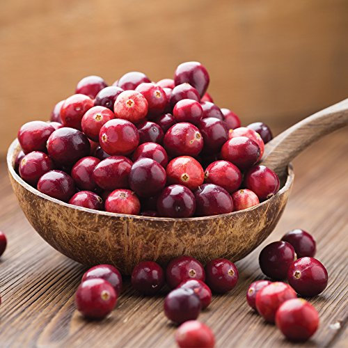 Potted Garden Cranberry Fruit Bush Easy to Grow Plant Producing High Yield of Small Edible Berries for Cooking and Preserves, 1 x Cranberry Pilgrim (Vaccinium) in a 9cm Pot by Thompson & Morgan