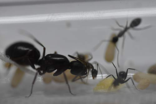 AntsRus live ants Queen Camponotus Sylvaticus with 2-5 workers (starter kit)