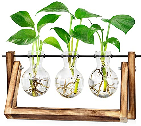 LESES Vaso vetro da tavolo, terrario per piante in legno stazioni di propagazione per piante idroponiche per la casa decor - 3 vasi di vetro