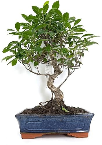 BONSAI NATURAL DE INTERIOR FICUS RETUSA 10 AÑOS
