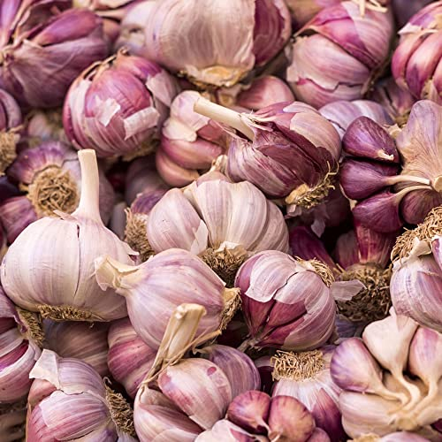 2 Stück pflanzknoblauch frühling knollen Knoblauch Hydroponik - Seltene Pflanzen serie - indoor garden fensterbank deko innen anzuchtset gemüse gemüsepflanzen robuste balkonpflanzen winterhart