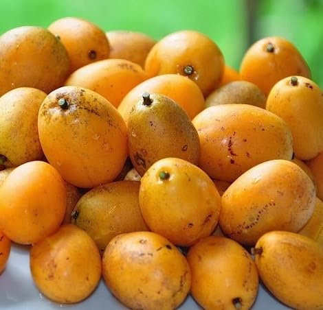 50 graines de fleurs de géranium lierre