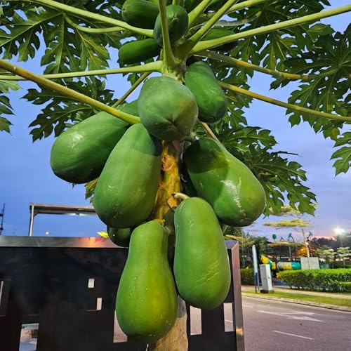 Semillas de plátano indio,Maceta bonsái,árbol para jardín perennes resistentes interior,columnares,balcón,resistentes 20pcs
