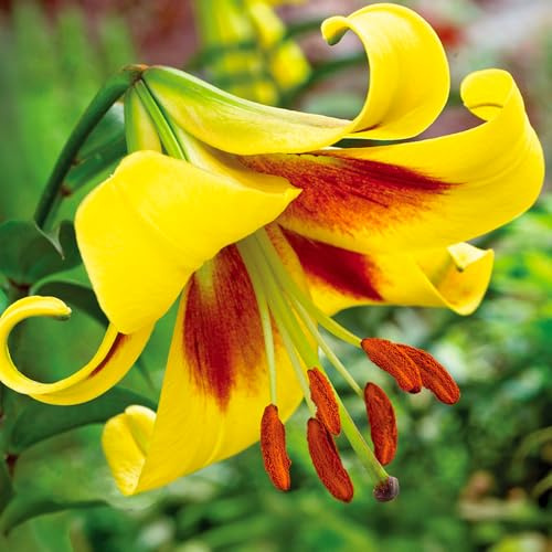 Lilium ORIENTAL-TRUMPET lökar (JÄTTELILJOR) | Lökar från de bästa holländska odlarna | Exklusivt urval och kvalitetskontroll | Blomningsgaranti. (1 lök av Lilium OT 'Robert Swanson')