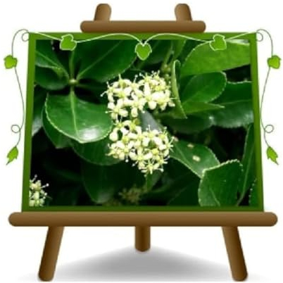 Euonymus Japonicus Grön Häckväxt Låg 26 cm Kruka Höjd 100-110