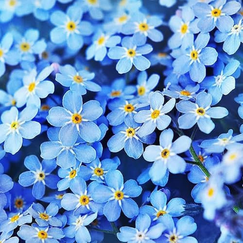 100 Pcs Graines de Myosotis Bleues, Fleurs Vivaces, Couvre-Sol, Faciles à Planter, Idéales pour Jardins, Balcons et Massifs