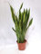 [Palmenlager] XL Sansevieria laurentii 80/90 cm - Pot 21 cm Ø - Bogenhanf - Schwiegermutterzunge/Zimmerpflanze