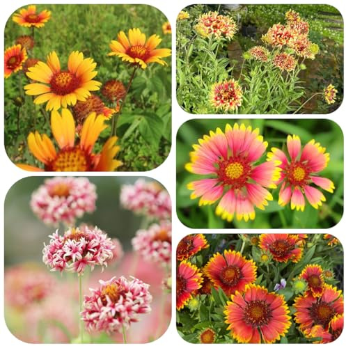 kokardenblume, gaillardia seltene, wohnzimmer deko winterharte kübelpflanzen schnittblumen topfpflanzen draußen winterhart hochbeet balkon 300samen