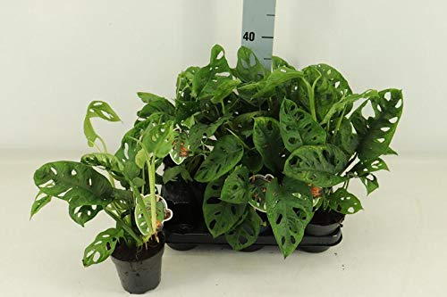 Monstera obliqua Monkey Leaf 30-40 cm - MONSTERA MONKEY MASK - Fensterblatt - Affenmaske - Monstera Zimmerpflanze bessere Raumluft