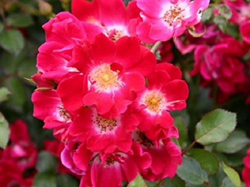 Müller Münchehof GmbH Bodendeckerrose in div. Farbnuancen – im Topfballen Farbe Rot