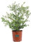 Pianta di Bosso Sempervirens Rotundifolia pianta di Buxus pianta da giardino pianta ornamentale di Bosso pianta vera di Bosso venduta da eGarden.store (Buxus Sempervirens Rotundifolia vaso 24)