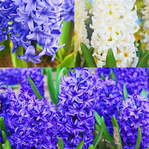 Hyazinthenzwiebeln Winterhart MehrjäHrige,Hyazinthen Pflanzen Winterhart,Hyazinthenblüten Hyazinthe Kaufen Gärten Geschenk bereit MehrjäHrige Knollenpflanze Im Topf Pflanzen-6zwiebeln-b