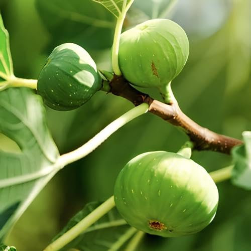 Pianta di Fico Gentile (fiorone) in vaso o fitocella