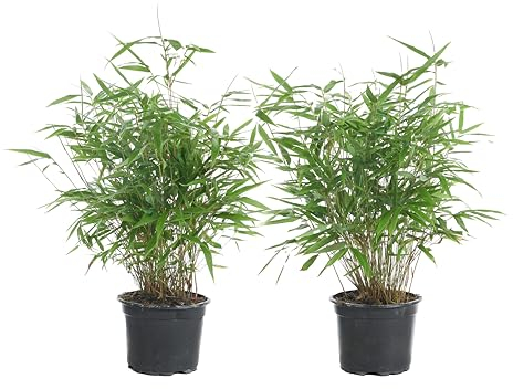 Bloomique - 2er Set - Fargesia Rufa - Bambus Pflanze - Gartenpflanze - Balkonpflanzen - Winterhart - Nicht Invasiv - Höhe 40-60 cm - Topf 17 cm