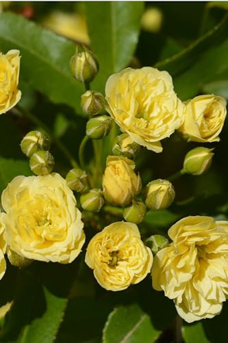 Pianta di Rosa Banksiae varie colorazioni pianta rampicante da esterno giardino terrazzo balcone pianta ornamentale vera venduta da eGarden.store (Lutea - Gialla)