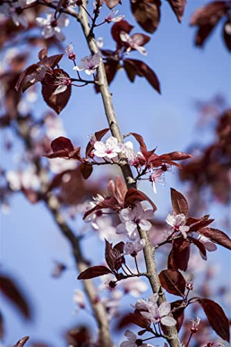 Prunus cerasifera 'Nigra' 80–100 cm – Winterhart, Mehrjährig, Pflegeleicht – Blutpflaume – Ziergehölz für Garten & Vorgarten