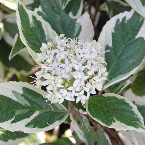 Cornouiller blanc 'Sibirica Variegata' – Cornus alba 'Sibirica Variegata' 50-60 cm pot | Arbuste décoratif, feuillage panaché, idéal haie & jardin