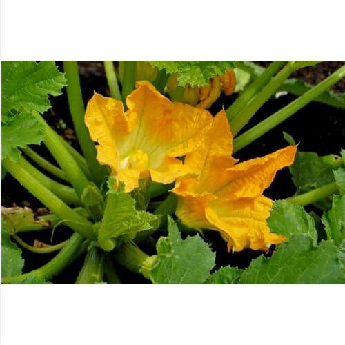 15 semi di ZUCCHINO DA FIORE  semi freschi