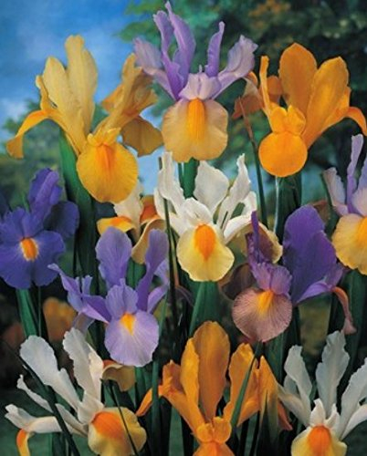Iris Holandica Gemischt (50 Blumenzwiebeln)