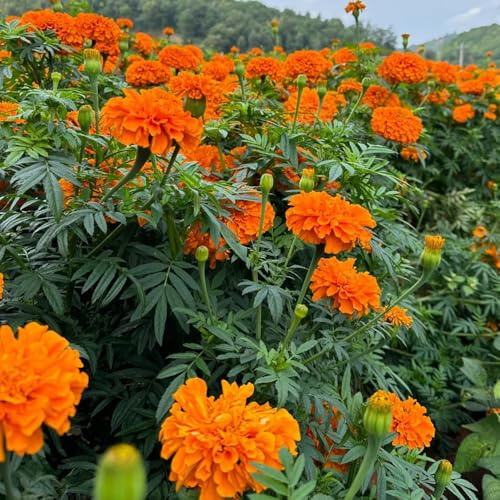 Semillas de caléndula, decoración de jardín para exterior 500pcs