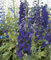 Semillas Delphinium Delphinium Cultorum Caballero Negro paquete de 100 semillas