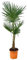 Trachycarpus Fortuneii - Palma di canapa cinese - 150 cm - Ø 27 cm