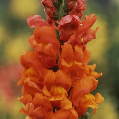 Rocket Series Snapdragon Bronze ~500 Seeds—Antirrhinum majus—115-121 Days—30-36 Upright Spikes—AAS Winner—Mixed Colors – Cut Flower Favorite—Full Sun—Annual—Heirloom Quality
