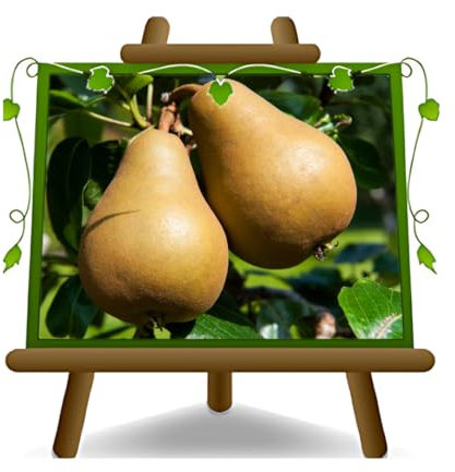 poirier poires Campanella plante fruitière vieux greffé rhizome plante fruitière sur un pot de 20 max 170 cm - 2 ans