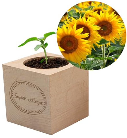 CADEAUX.COM - Ecocube Girasole - Ecocube inciso Collega - Ecocube Pianta - Regalo Collegio - Regalo Segreto Santa Collega Natale - Regalo originale