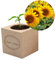 CADEAUX.COM - Ecocube Girasole - Ecocube inciso Collega - Ecocube Pianta - Regalo Collegio - Regalo Segreto Santa Collega Natale - Regalo originale