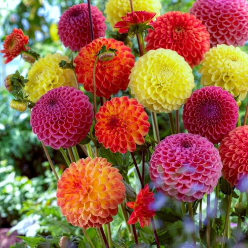 FLORIUM Boule dahlias, collection PomPon (5 bulbes), mélange exclusif des Pays-Bas, 5 variétés et couleurs, décoration vivace, pour jardin, balcon (pas de graines, non résistantes à l'hiver)