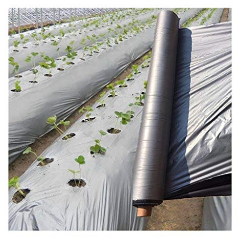 Plastfilm för växter Perforerad, Di50m 0,012 mm Fruktträd for fruktträdgård Silver-Svart Plastfilm, Trädgårdsväxthus reflekterande ogräsbekämpning Silversvart Mulchfilm, 1 st(Width 1000mm Silver Black