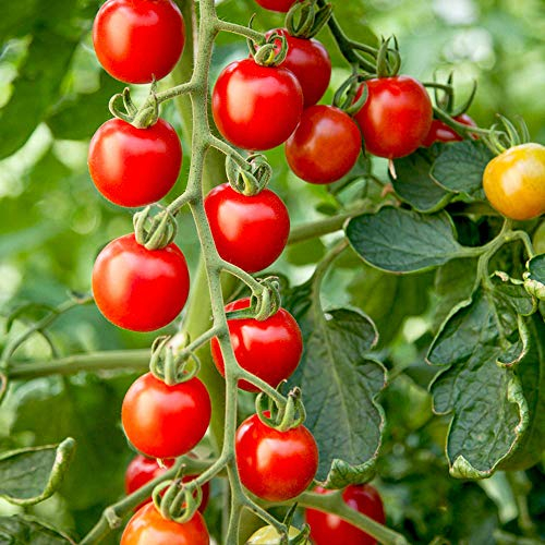 Suttons Tomato Seeds - Crimson Cherry F1, Tomato Seeds, Solanum lycopersicum, 10 Seeds per Pack, Grown Your own, Ideal for beds and Borders, Patio pots, containers, greenhouses, Raised beds