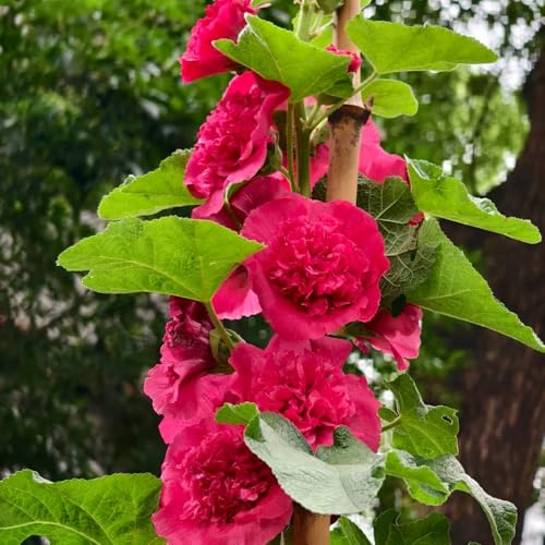 semillas de malva real - malvas reales balcón de en malva loca jardín semillas ornamentales lugares soleados silvestres 2000semillas
