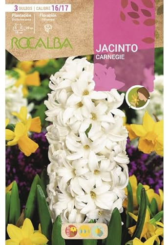 Jacinto Carnegie, Blanco. Blister 3 bulbos calibre 16/17