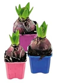 Bulbo de Jacinto para Jardín 1 Unidad de Bulbo de Hyacinthus