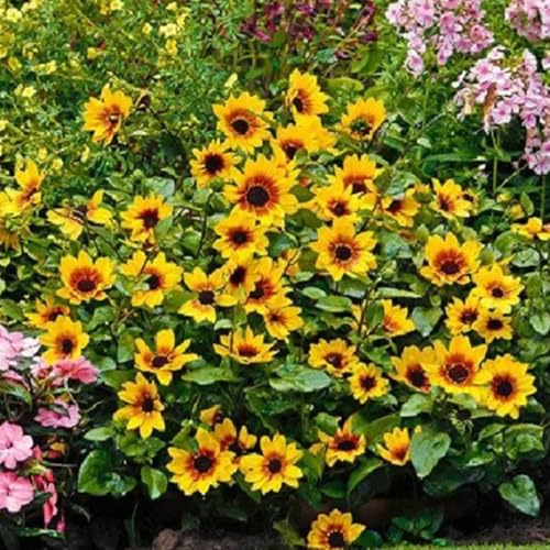 semillas de girasol perennes resistentes - rocalla jardín decoración 125pcs