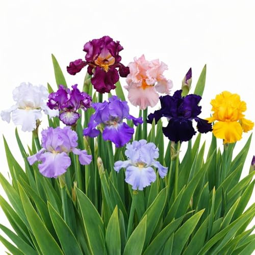 Easy to Grow Bearded Iris Colorful Mix 3 Plant Bulbs - Flowers Spring to Fall, Full Sun Low Maintenance Zones 3-10