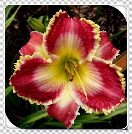 Rizoma de Hemerocallis perenne, Azucenas rizoma, Decuado para plantar al aire libre, Diseño de paisaje, Floración duradera-h-5 Rizomas
