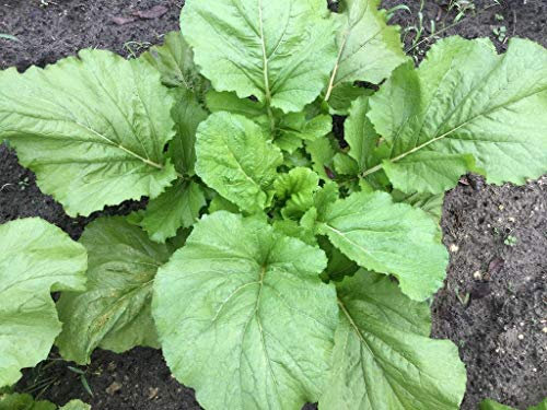 Semi di senape 800x Florida latifoglie
