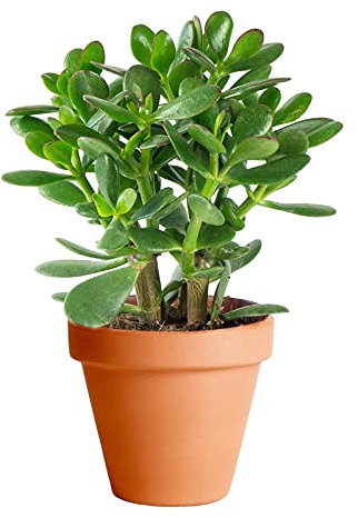 Planta de Jade con Maceta de Cerámica DECOALIVE Crassula Ovata Planta Suculenta Natural de Interior y Exterior