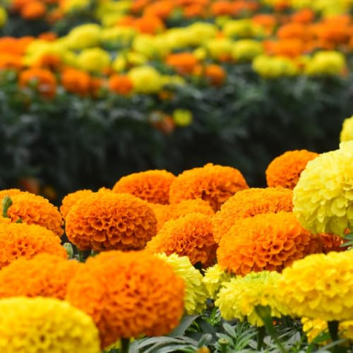 Tagete Clavelón India | Sobre de Semillas |Semillas Flores Jardín