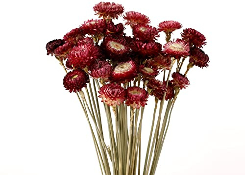 MIHUAGE Getrocknete Blumen, 40 Stück, Gänseblümchen, Blumenstrauß, 100 % natürliche Chrysanthemen, Trockenblumen mit Stiel für Vasen, Heimdekoration, Party, DIY-Arrangement, Weizenstroh