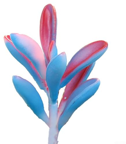 Honseadek Mini suculentas artificiales para decoración de escritorio, hogar, jardín, plantas bonsái de simulación realista en PVC, no necesita mantenimiento para uso en interiores y exteriores